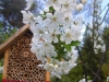 insektenhaus