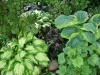 Hosta und mehr